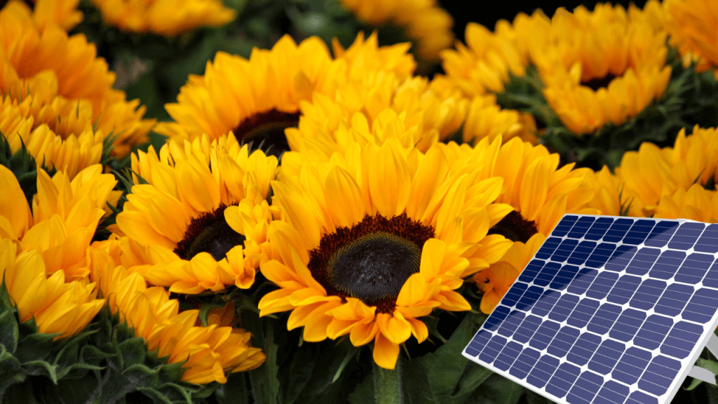 Immer der Sonne nach: Die Solar-Sonnenblume